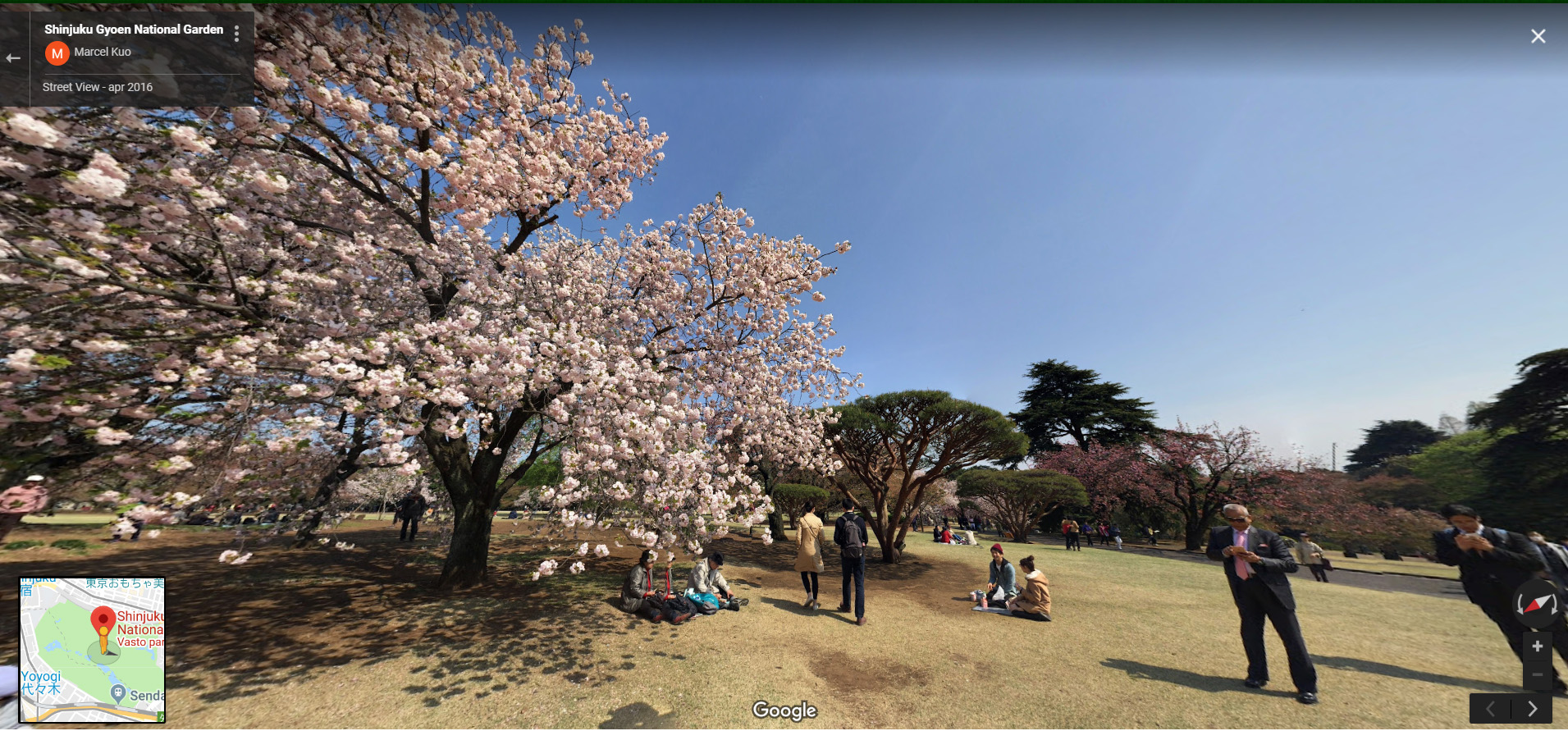 Sakura Spring